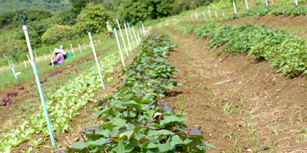 オーガニックとは？